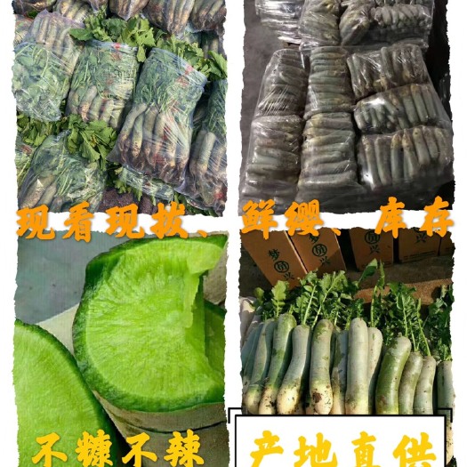 潍坊潍县萝卜。 电商 团购。批发零售。零卖 产地代收货源充足