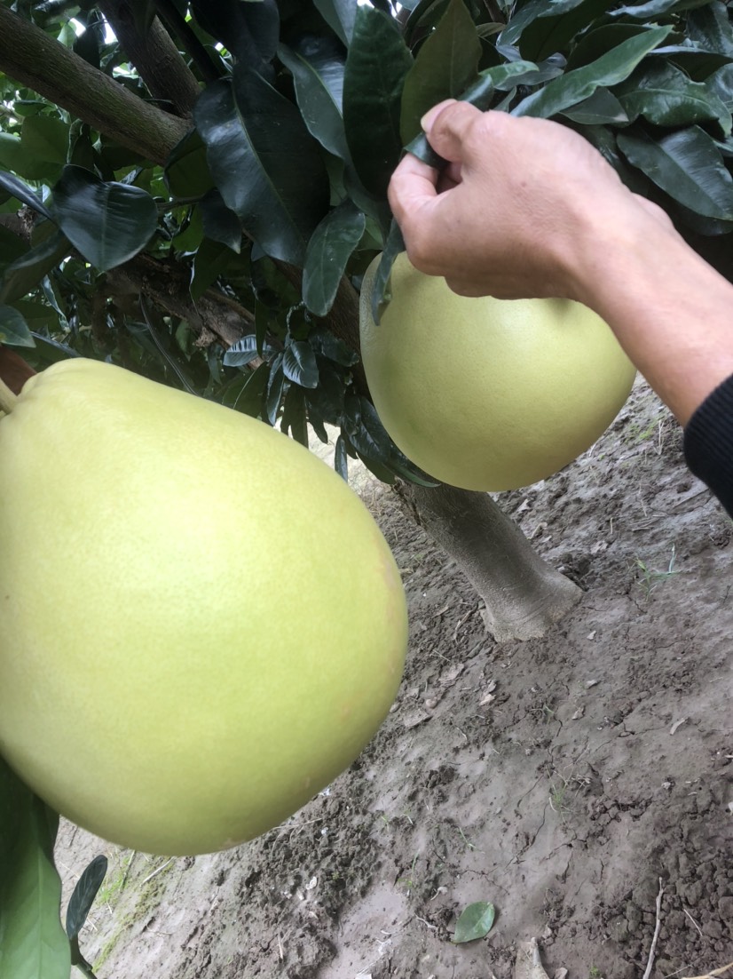 红心柚，白心柚，水份足，甜