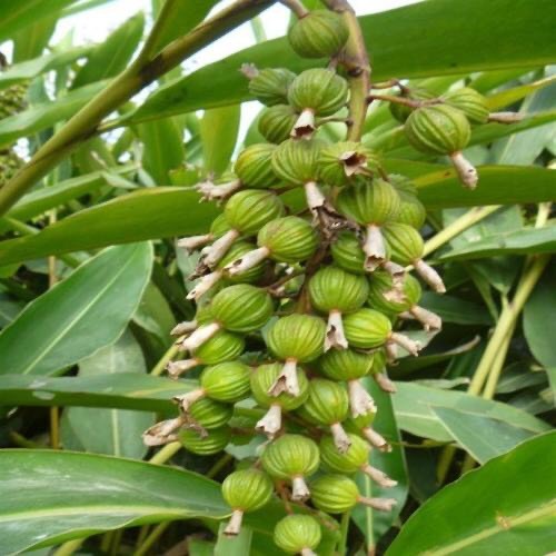 盐津县春砂仁 砂仁果 （香料 中药材）