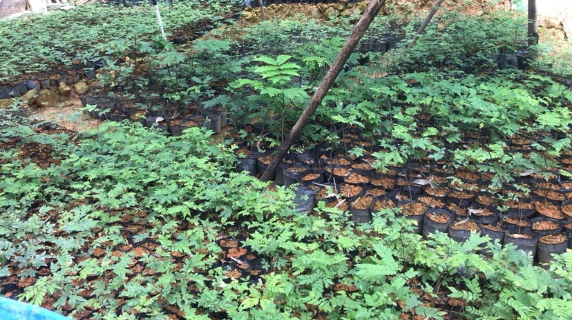博罗县 大批量供应猴耳环种苗