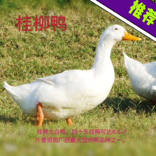 南宁樱桃谷鸭苗（桂柳白鸭苗）大种白鸭苗、企业认证，