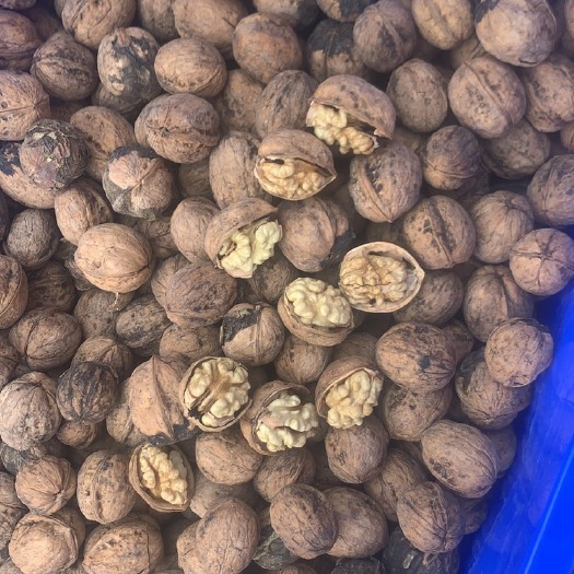 洛南县 新疆185核桃