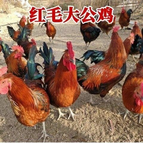 南京 鸡苗 红毛大公鸡苗 三黄鸡苗