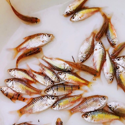  条纹小鲃鱼小肥观赏鱼淡水