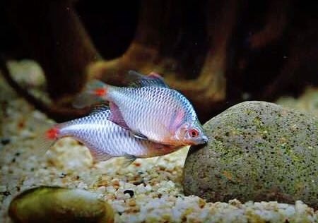 阳西县 鳑鲏活体原生鱼优质淡水观赏鱼