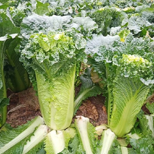 沁阳市青麻叶大白菜  麻叶60白菜  秋绿60、绍菜