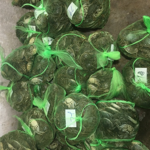 淮安洪湖市大闸蟹 全母