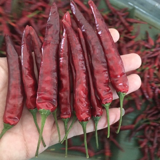 绥阳县艳椒408 自己烘干厂出售各种干辣椒，艳椒，草莓椒，小米辣等！量大从优！