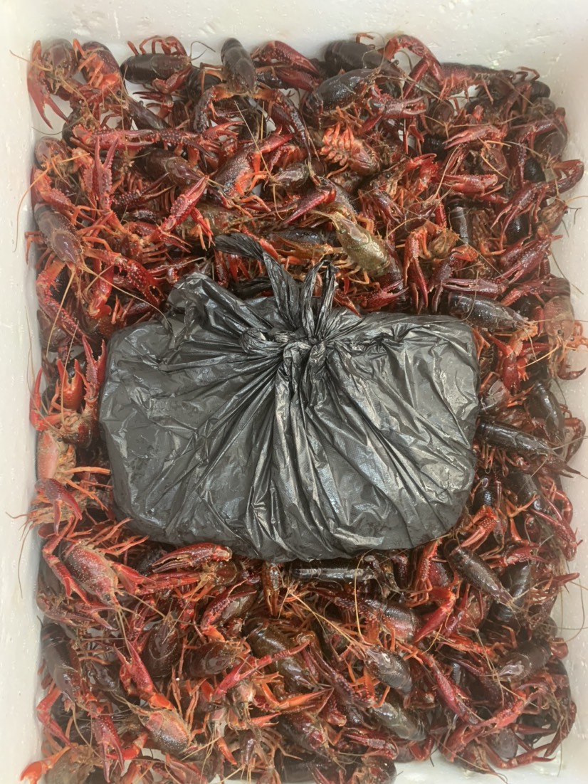 潜江市小龙虾 小龙虾456中红234小红梧州小龙虾批发