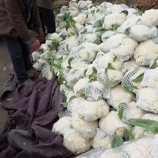 有机花菜 精品花菜,有机花,个头匀,乳白,无杂物,无黑点量大,质量保证