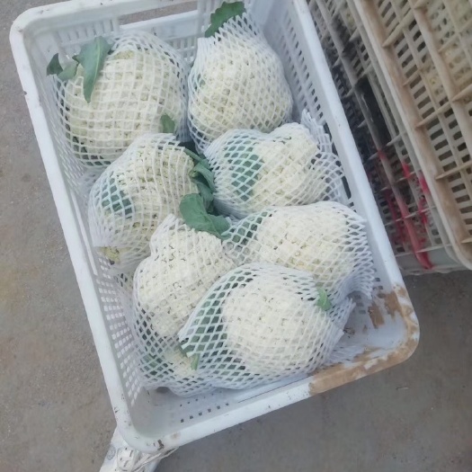 白花菜花  花菜，精品花菜青梗白帽，无杂物，黑点，虫咬，个头匀，紧凑度好
