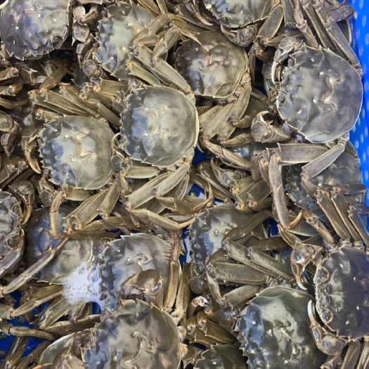 梧州洪湖市大闸蟹  大闸蟹批发梧州福兴时代广场优配水产店