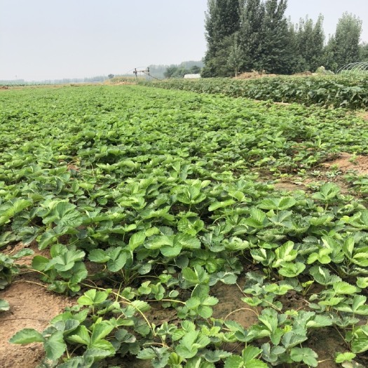 中牟县法兰地草莓苗  202草莓苗耐病害抗病能力强，成活率95%以上，欢迎实地考查
