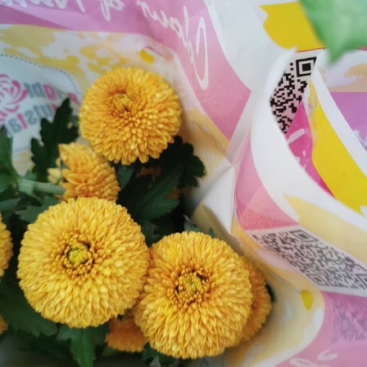 滁州菊花