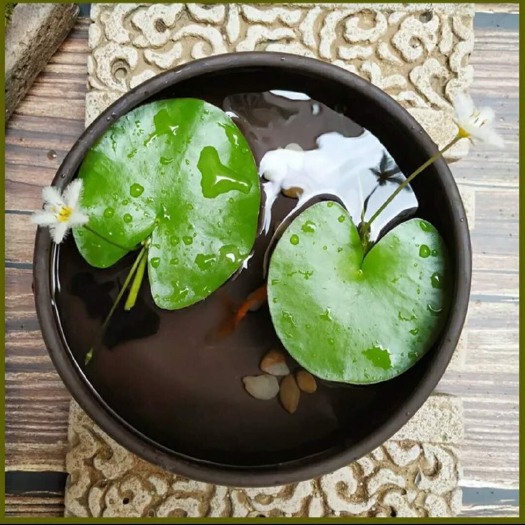 四叶莲  一叶莲 荷花