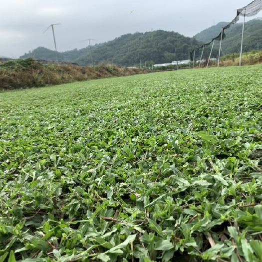 四会市大叶油草 