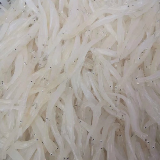 小银鱼  纯生态银鱼