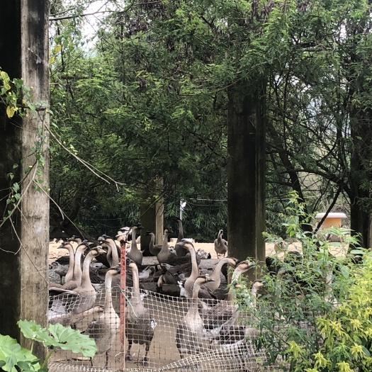 阳江肉鹅批发，大量供应，自家鹅场