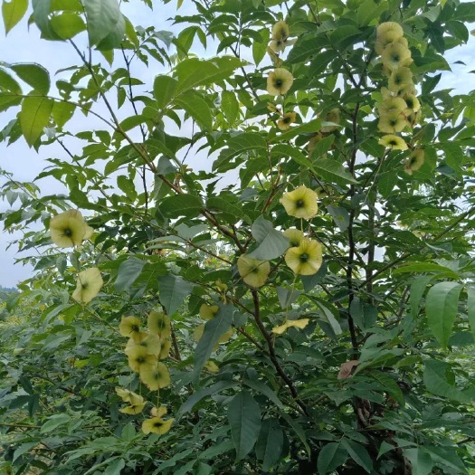 洞口县青钱柳种子 青钱柳苗 青钱柳茶
