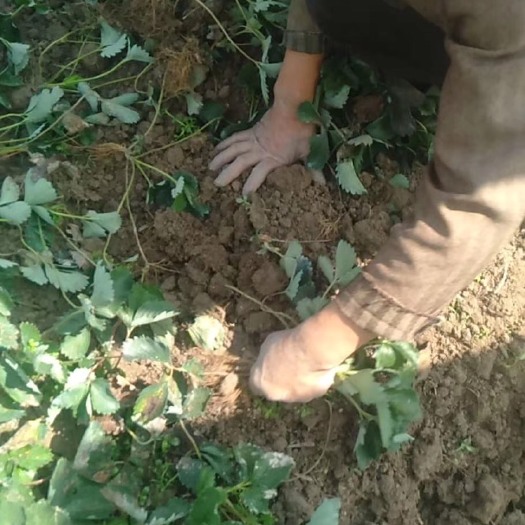 长沙黔莓一号草莓苗 草莓苗