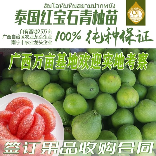 隆安县泰国红宝石柚苗  红宝石柚中大苗  节省一年种植时间 红宝石青柚脱毒苗木