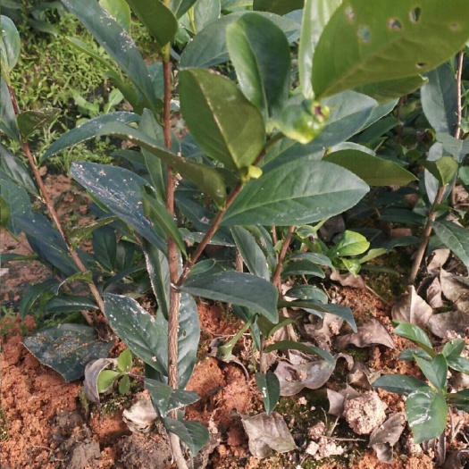 饶平县抗性强品种 茉莉香茶苗 凤凰单丛茶苗 品种 茉莉花香型单