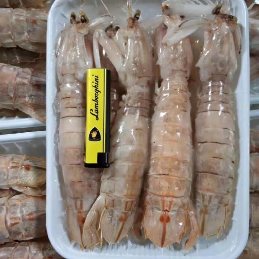 北海北海弹虾，虾姑，皮皮虾，