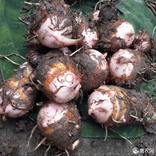  精品红芽芋