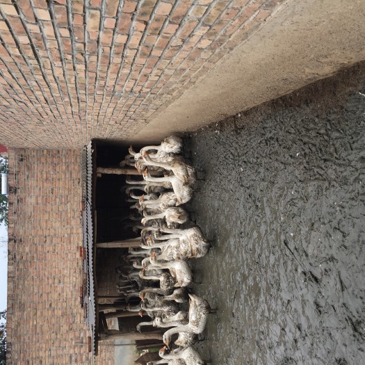 唐县 大三花鹅肉鹅大白鹅