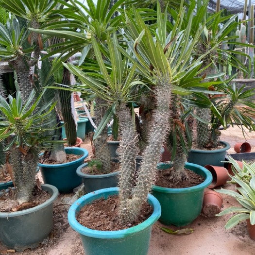 漳州景观盆栽  非洲霸王树沙生景观植物阳台庭院绿化工程