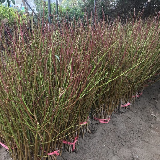 荆州锦绣黄桃苗 锦绣黄桃个大果甜，色泽金黄果香浓郁