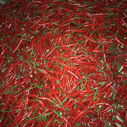 宜宾精品朝天椒，宜宾千亩辣椒基地货