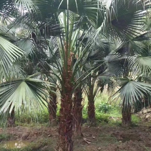 蒲桃 蒲葵漳州蒲葵种植基地苗农直销批发价漳州棕榈树种植基地