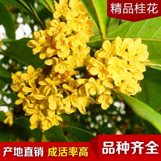 桂花树苗 金桂丹桂四季桂八月桂盆栽盆景花卉庭院绿植桂花树