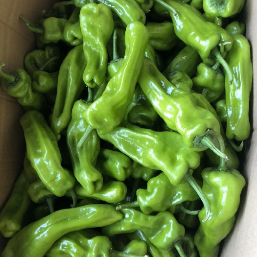 沭阳县 苏椒大量供应