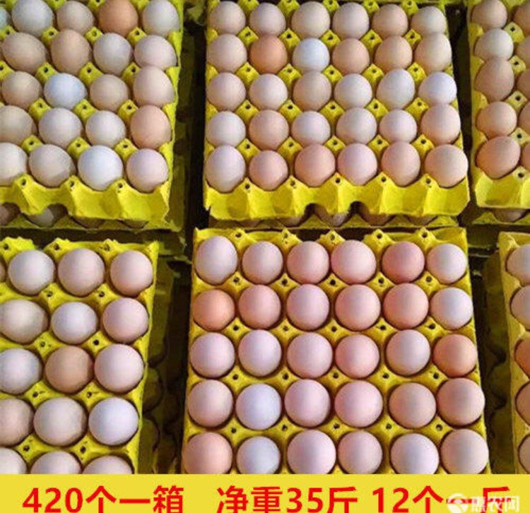 莘县 优选常年全国批发整箱420个农家散养土鸡蛋无抗蛋清稠口感好