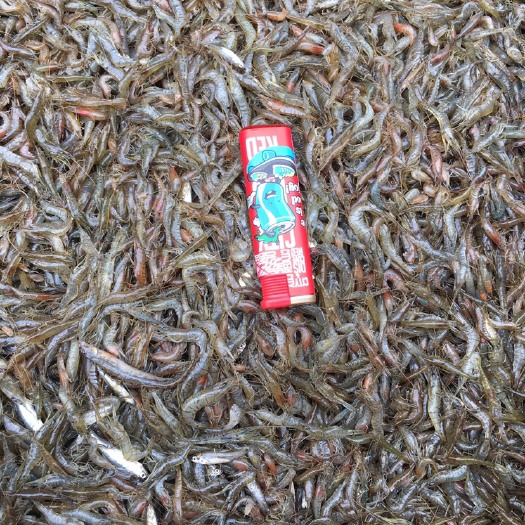 青虾