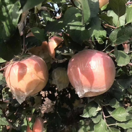 丰县新鲜现摘现卖自家红富士苹果