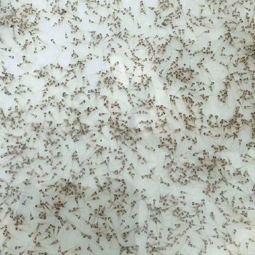 瑞昌市 泥鳅苗