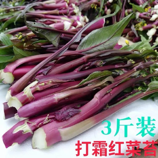 汉川市一件代发全国包邮
红菜苔紫菜苔洪山菜苔新鲜菜薹当天下单当天发