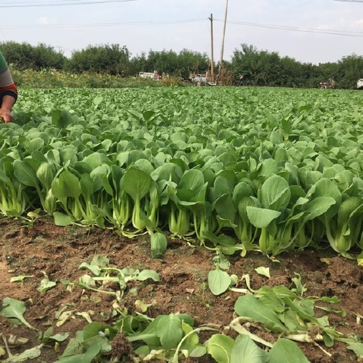 曹县 精品油菜 产地直供 质量放心 常年供应 全国发货 可开发票