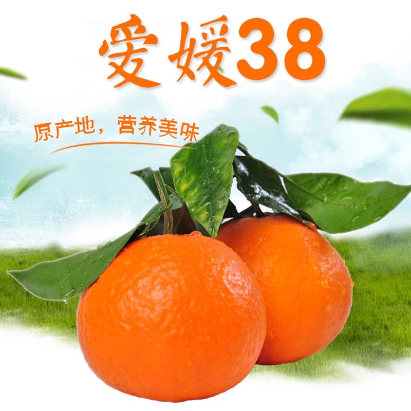 爱媛橙  爱媛38号果冻橙带箱5斤中果/大果