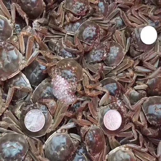常熟市大闸蟹苗 小绿蟹大量有售！