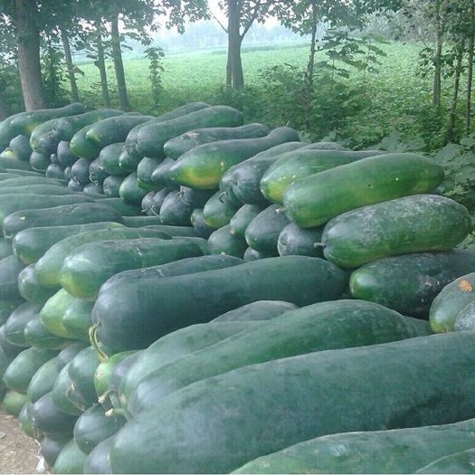 沭阳县 精品大黑皮冬瓜新鲜
