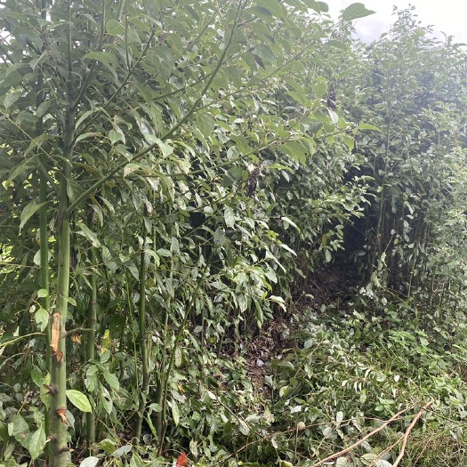 奉新县小叶樟 