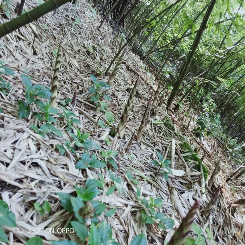 方竹笋  现货现出土，鲜嫩竹笋，除根货，2两至1斤