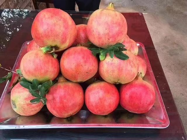 荥阳市 河南荥阳一级突尼斯软籽石榴