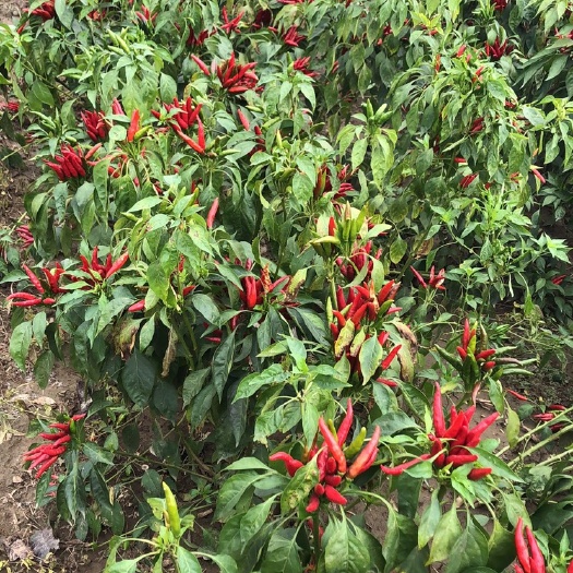 保定保定徐水区有30亩朝天椒。新一代品种高辣