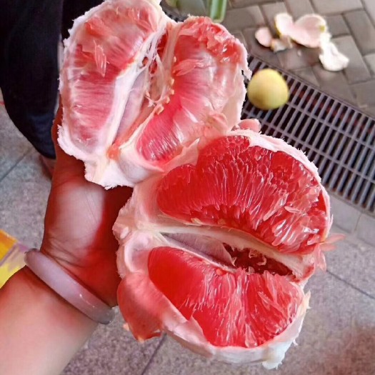 成都红心柚苗  红心蜜柚苗 柚子苗