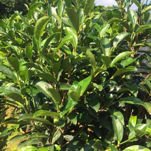 饶平县 陂头单丛茶苗 凤凰单丛茶苗
